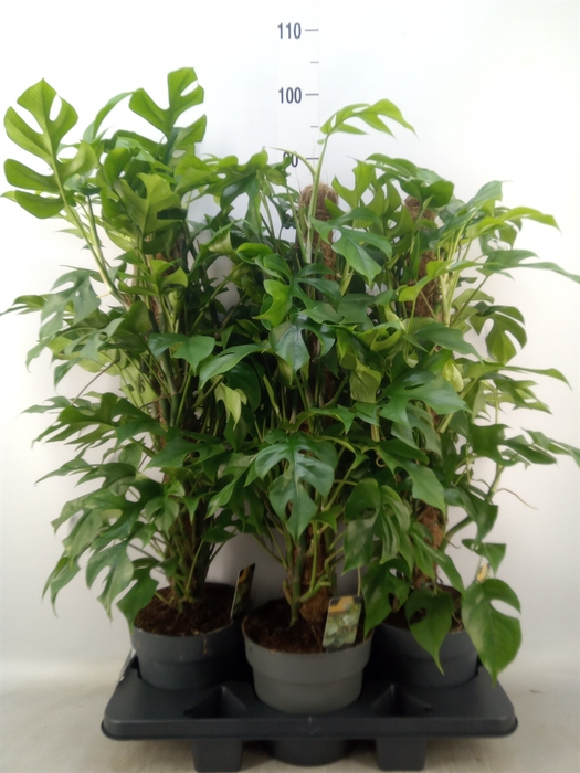 <h4>Philodendron   ...</h4>
