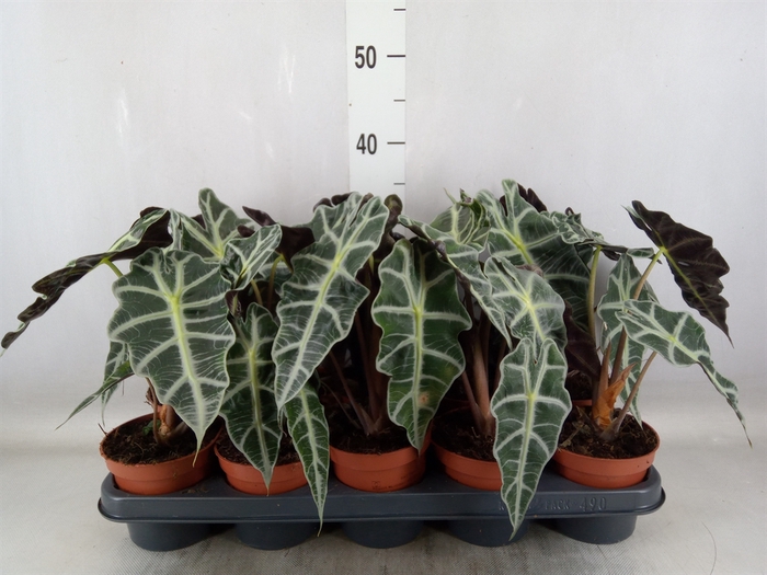 <h4>Alocasia amazonica 'Polly'</h4>