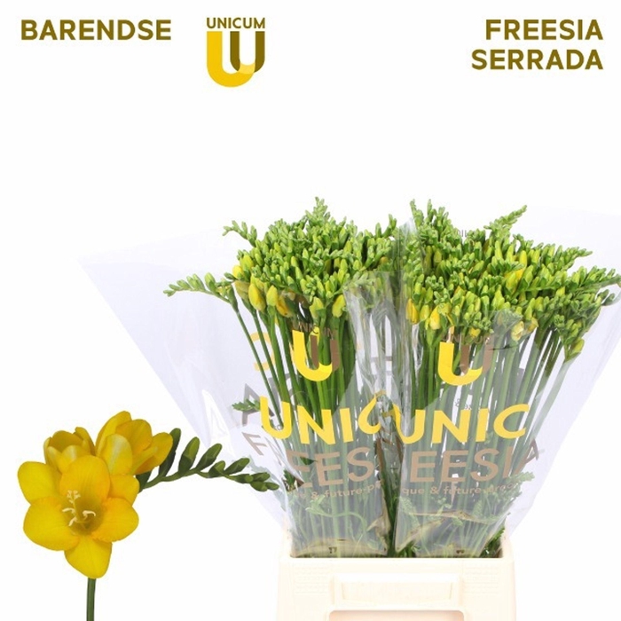 <h4>Freesia enk Serrada</h4>