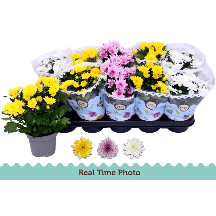 <h4>CHRYS GEVULDBL GEM</h4>