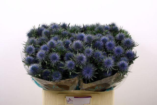 <h4>ERYNGIUM  'MAGNETAR QUESTAR'</h4>