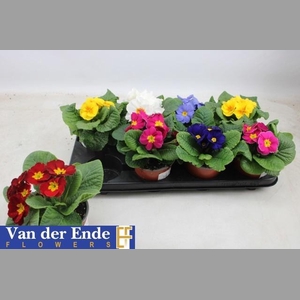 PRIM ACAULIS GEMENGD