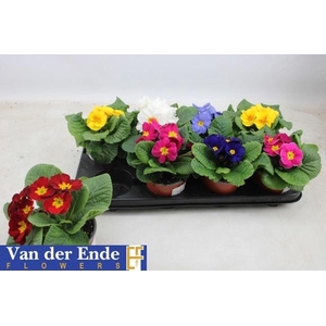 PRIM ACAULIS GEMENGD