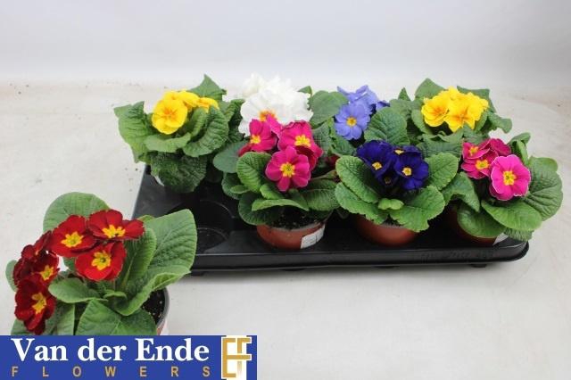 <h4>PRIM ACAULIS GEMENGD</h4>