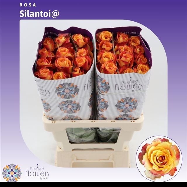 <h4>R GR SILANTOI@</h4>