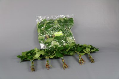 Leaf salal mini tips 5 bunch per bag