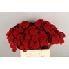 DF Achillea Paint Bs Red