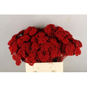 DF Achillea Paint Bs Red