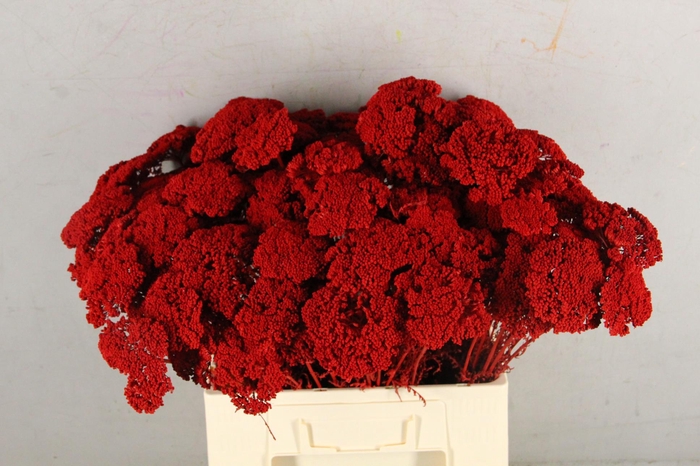 <h4>DF Achillea Paint Bs Red</h4>