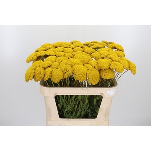 Achillea Park Variety