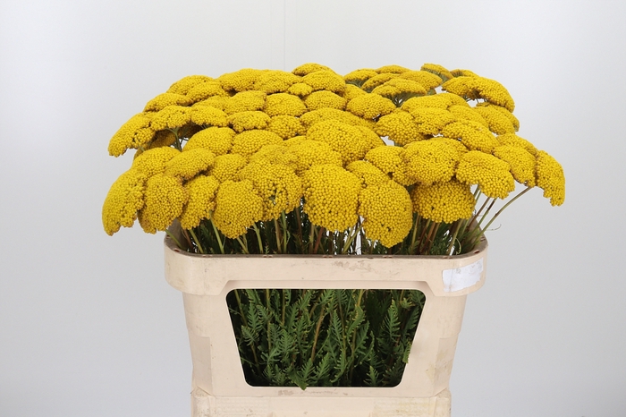 <h4>Achillea Park Variety</h4>