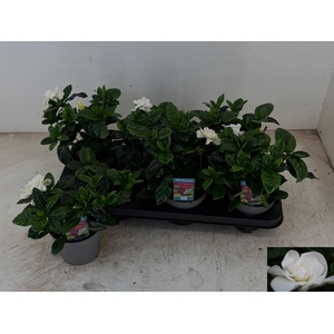 GARDENIA JASMINOIDES