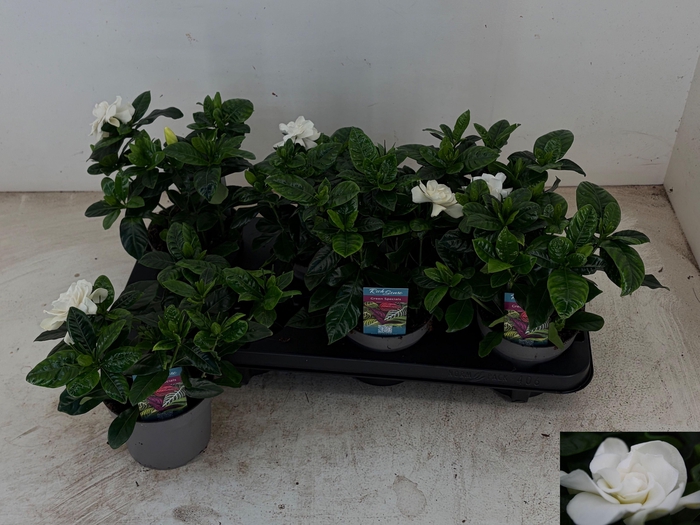 <h4>GARDENIA JASMINOIDES</h4>