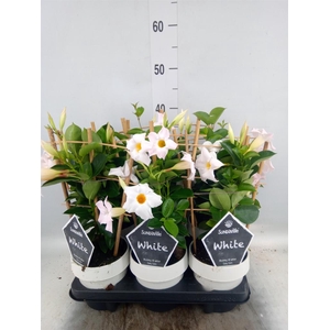 Mandevilla am. 'Sundav White'