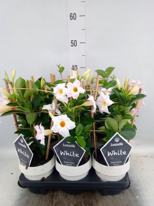 <h4>Mandevilla am. 'Sundav White'</h4>