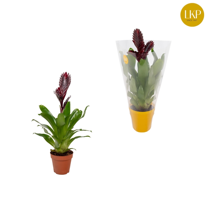 <h4>Vriesea Cathy Paars (Met Hoes)</h4>