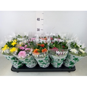 Chrysanthemum   ..mix 5