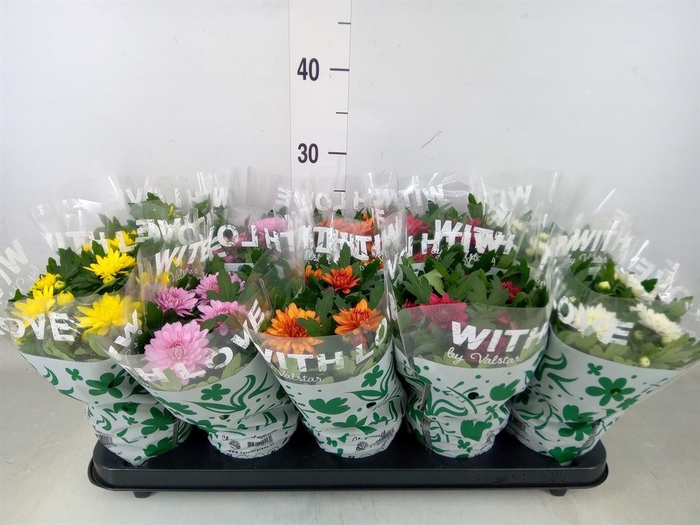 <h4>Chrysanthemum   ..mix 5</h4>