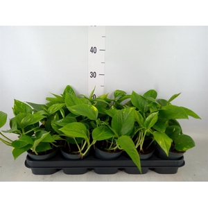 Epipremnum pinn. 'Aureum'