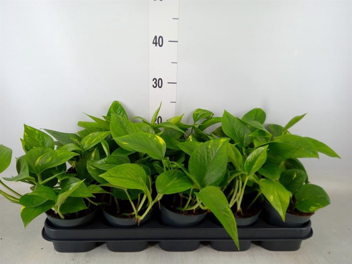 <h4>Epipremnum pinn. 'Aureum'</h4>