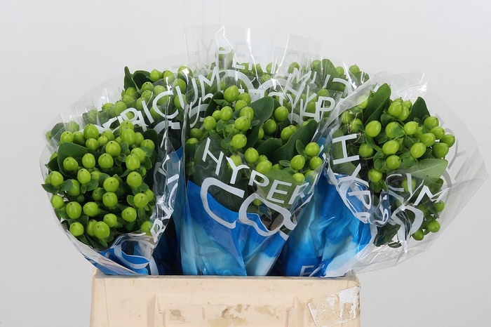 <h4>Hyp Coco Bamboo</h4>