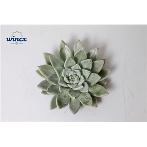 Echeveria Tolimanensis Hybrid Cutflower Wincx-8cm