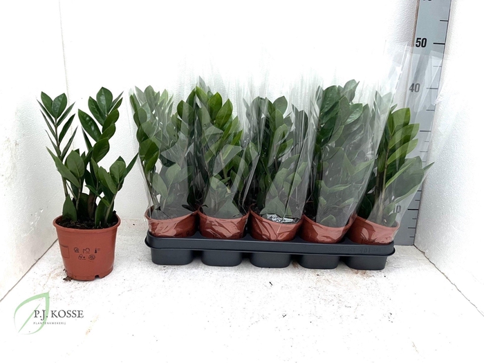 <h4>Zamio Zamiifolia</h4>