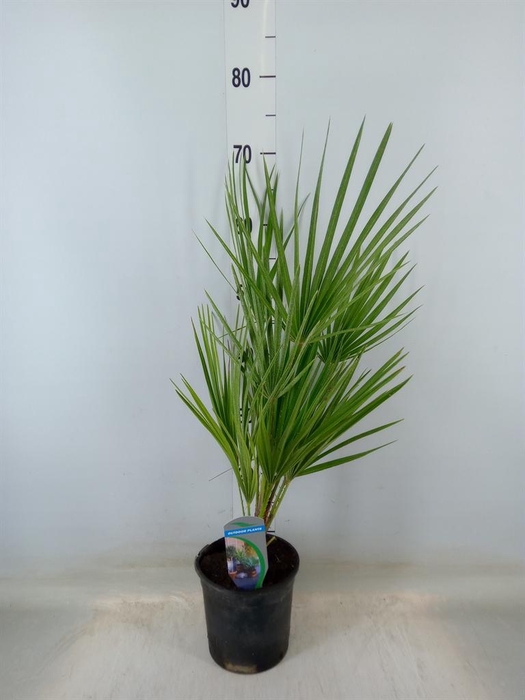 <h4>Chamaerops humilis</h4>