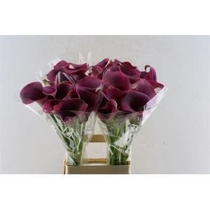 Zant Captain Promise Purple