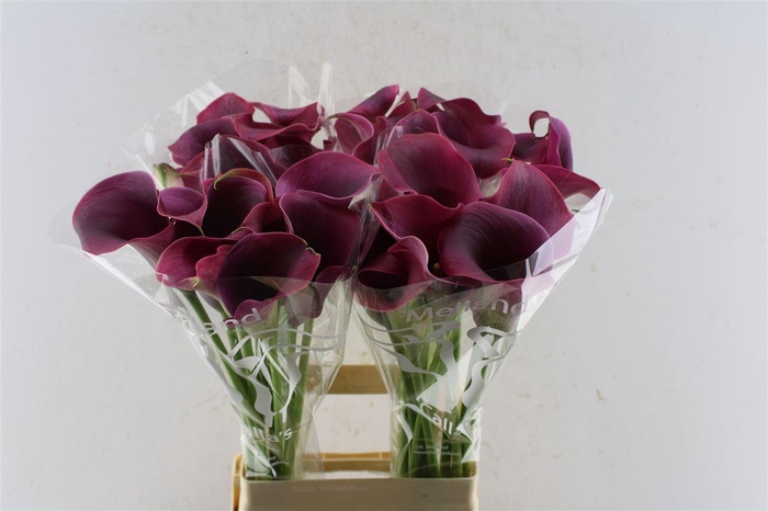 <h4>Zant Captain Promise Purple</h4>