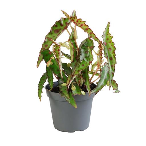 BEGONIA X-HYBRID P6 AMPHIOXUS