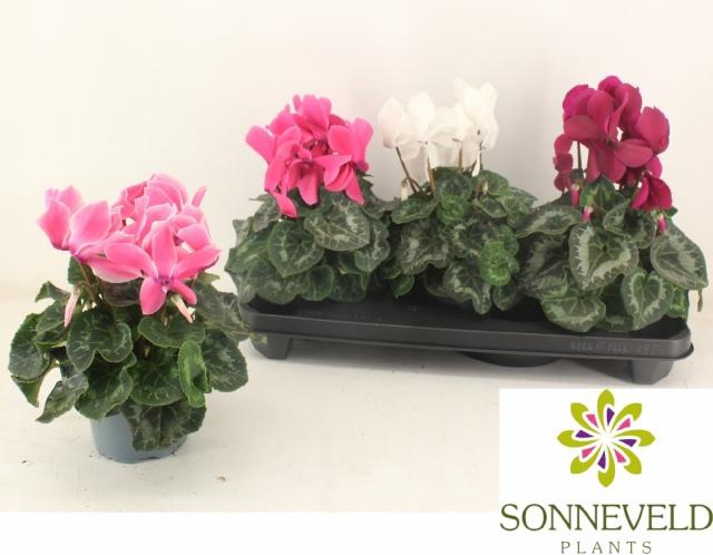 <h4>CYCL GR SUP XL</h4>