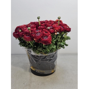 RAN CLONI SUPER BORDEAUX