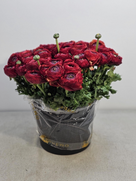 <h4>RAN CLONI SUPER BORDEAUX</h4>