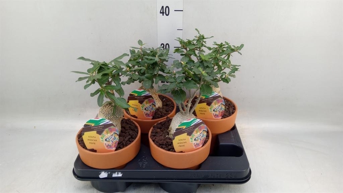 <h4>Succulents   ...</h4>