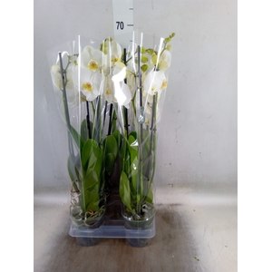 Phalaenopsis  'Ant Nottingham'