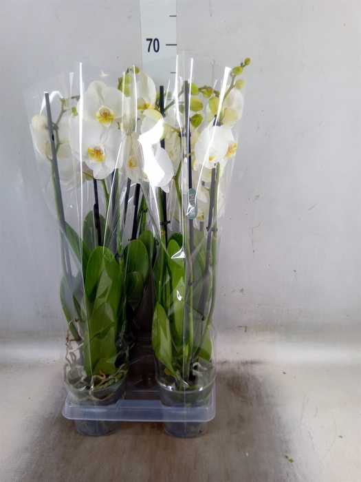 <h4>Phalaenopsis  'Ant Nottingham'</h4>