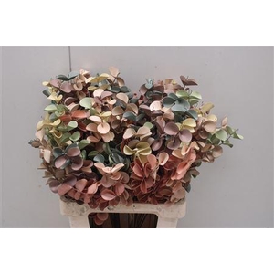 Dr-eucalyptus Mix