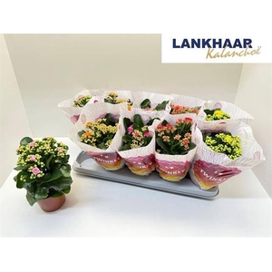 KAL GE PERF GEM 5 KL