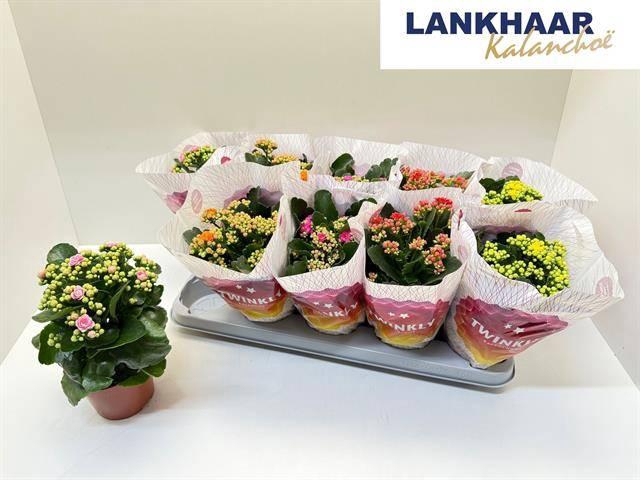 <h4>KAL GE PERF GEM 5 KL</h4>