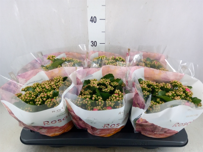 <h4>Kalanchoe blos. 'RosDon Nando'</h4>