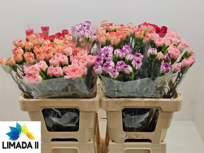 <h4>DI ST GEM IN FUST</h4>