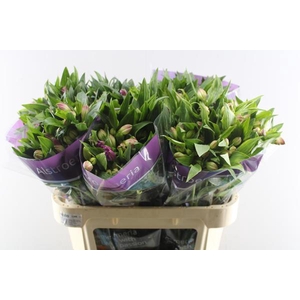 Alstr Falipo (paars)