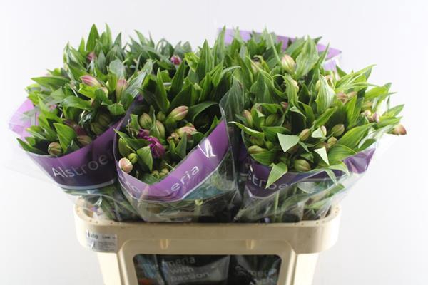 <h4>Alstr Falipo (paars)</h4>