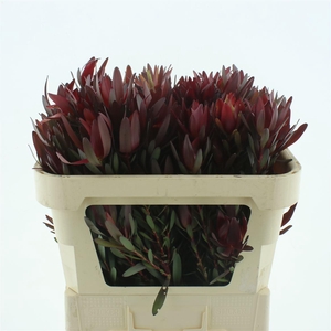 Leucad Safari Sunset Spray (beautiful)