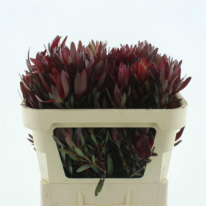 <h4>Leucad Safari Sunset Spray (beautiful)</h4>