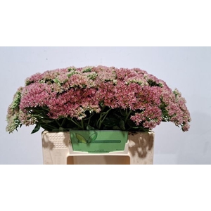 SEDUM SPECTABILE