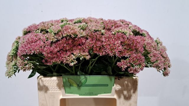 <h4>SEDUM SPECTABILE</h4>