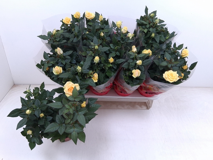 <h4>RO FAV RO YELLOW</h4>