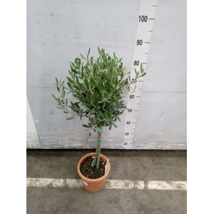 Olea europaea